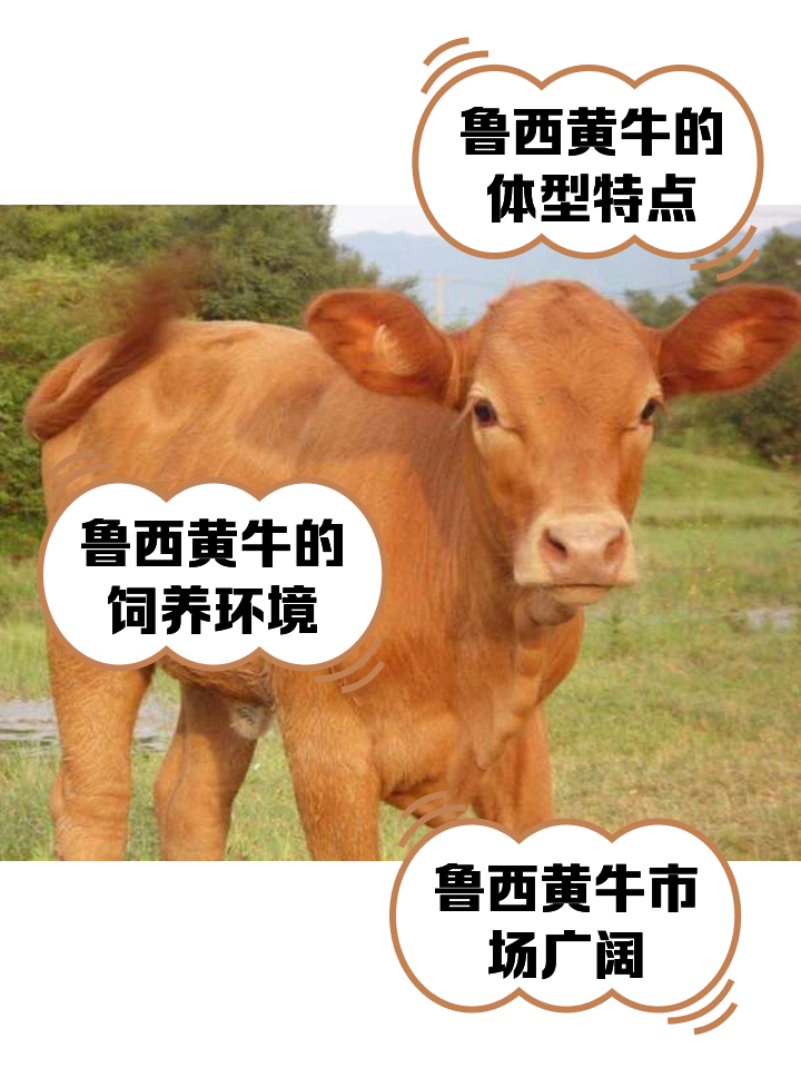 通辽最新医保取现黄牛方法分析(最方便真实的通辽医保取现黄牛怎么取方法)
